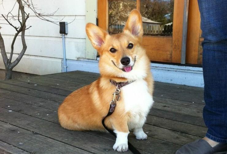 corgi dog corgi dog